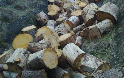 Regolamento legno UE: Timber Regulation
