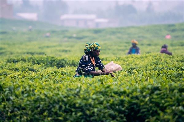 Rwanda: sviluppo e opportunità di business